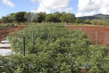 Tomatoes growing with reflective mulch